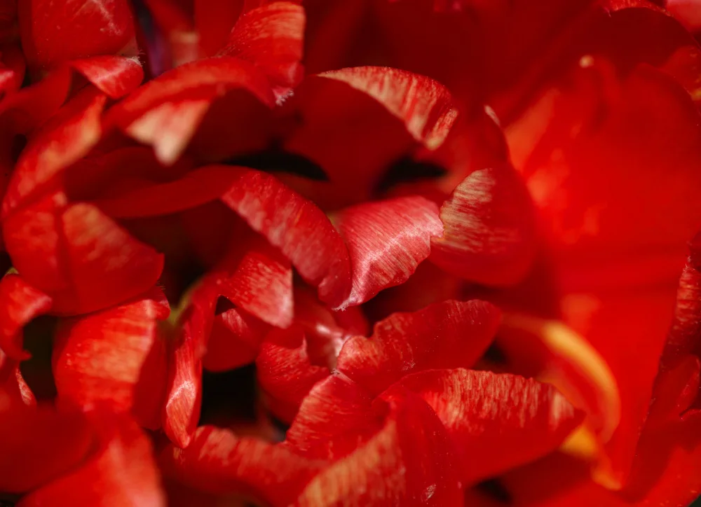 akyurt, engin: tulipano rosso