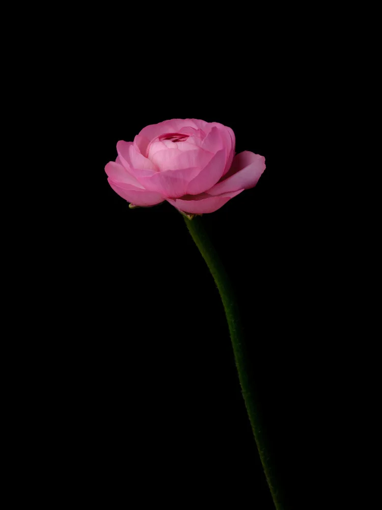 akyurt, engin: pinke Blume