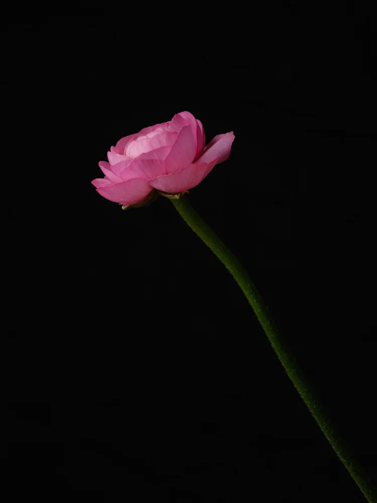 akyurt, engin: fiore rosa