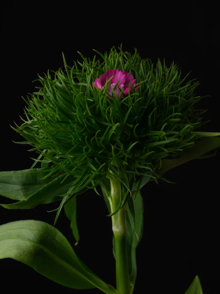 akyurt, engin: fiore primaverile