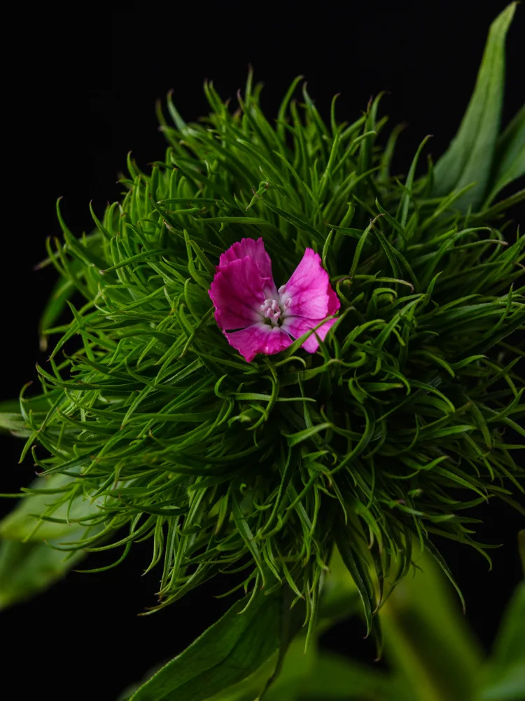 akyurt, engin: fiore primaverile