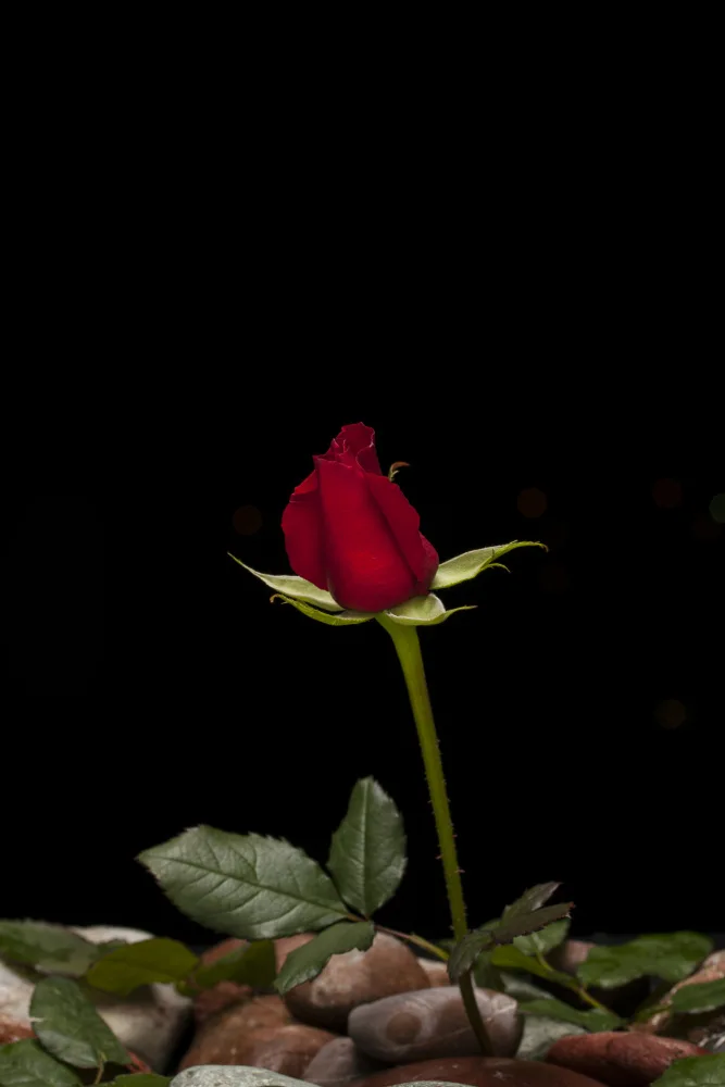 akyurt, engin: rosa rossa