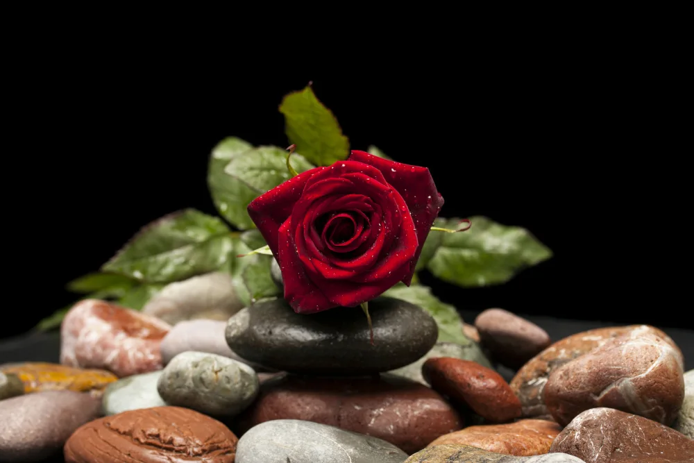 akyurt, engin: rosa rossa