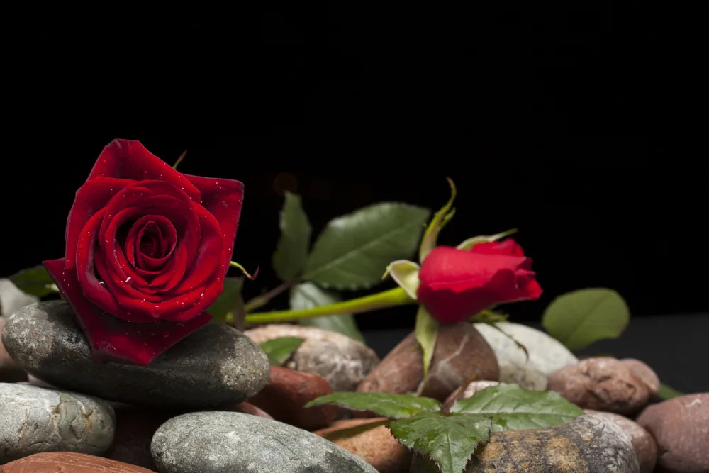 akyurt, engin: rosa rossa