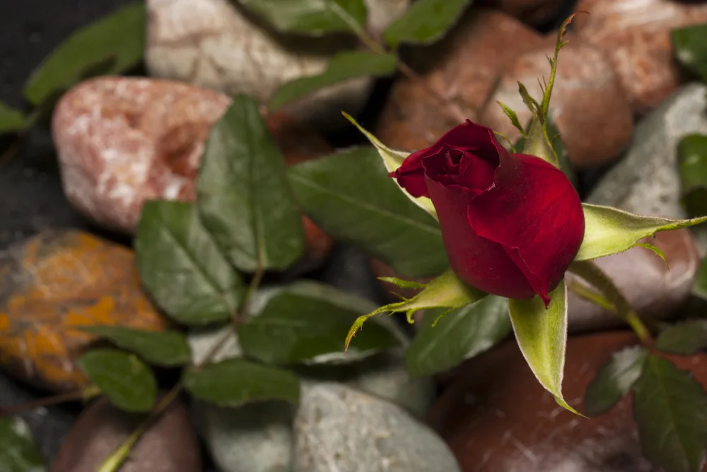 akyurt, engin: rosa rossa