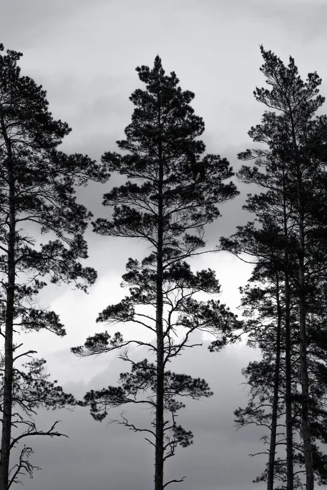 Böhmer, Mareike: Alberi svedesi