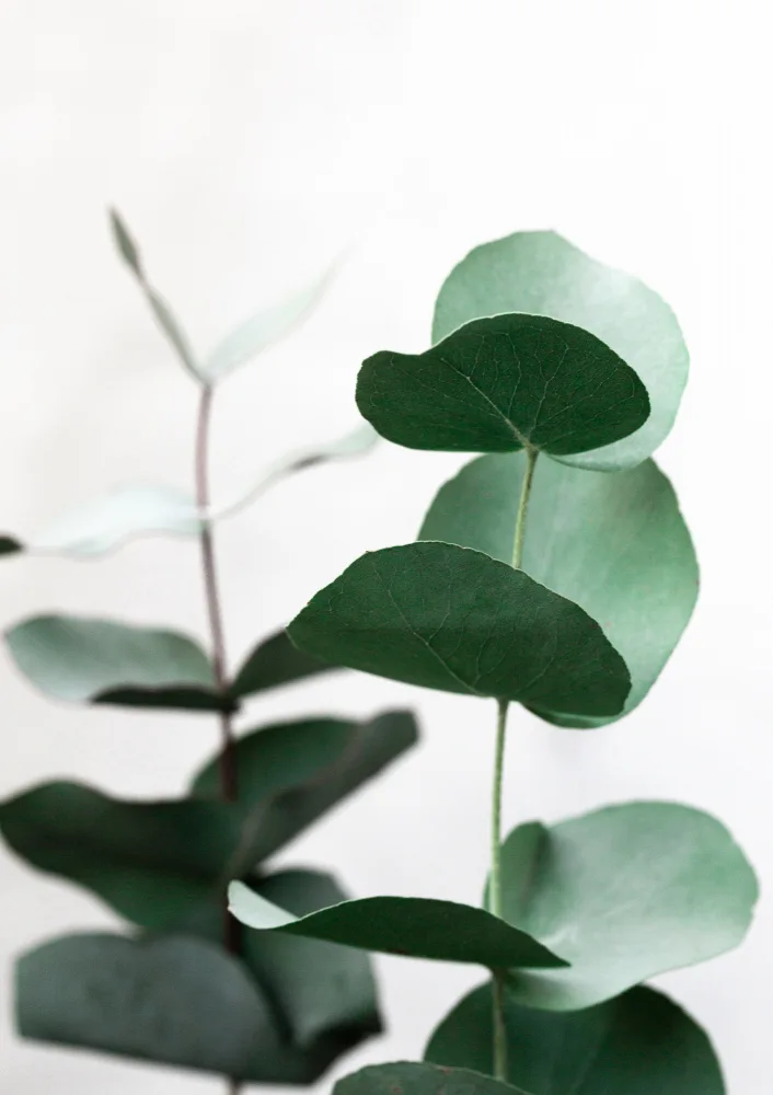 Böhmer, Mareike: Eukalyptus 5 A1