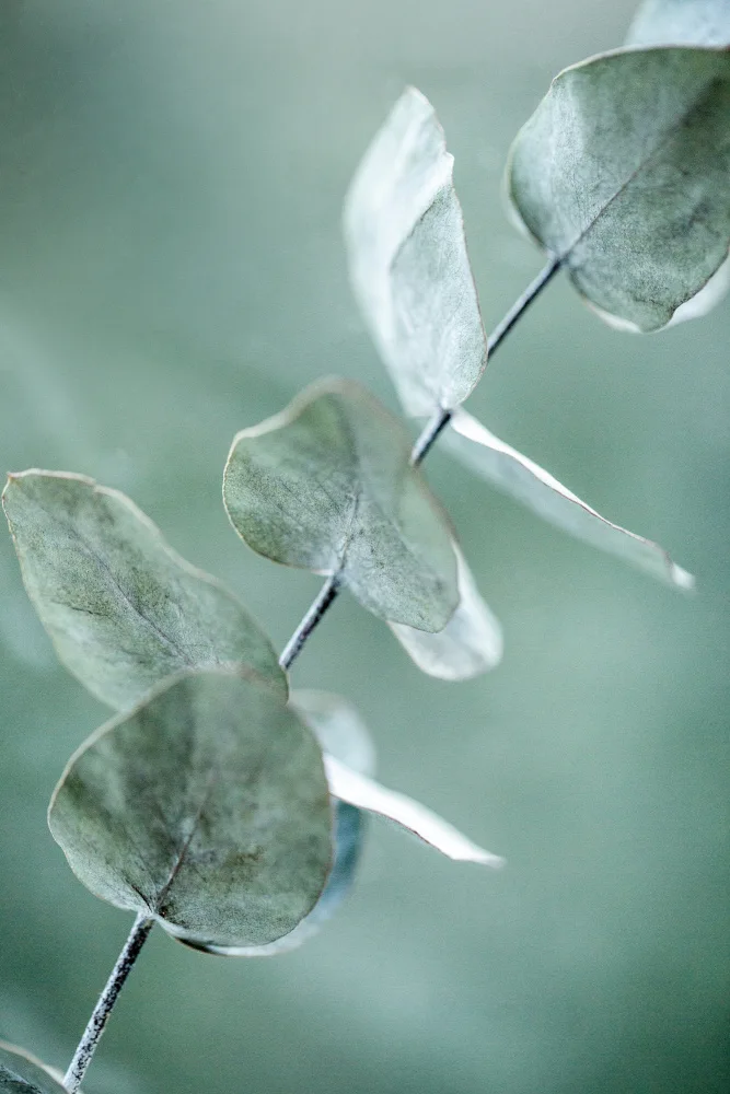 Böhmer, Mareike: Eukalyptus 9