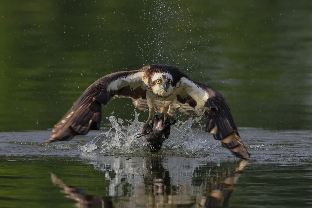 Lam, Gavin: Águila pescadora