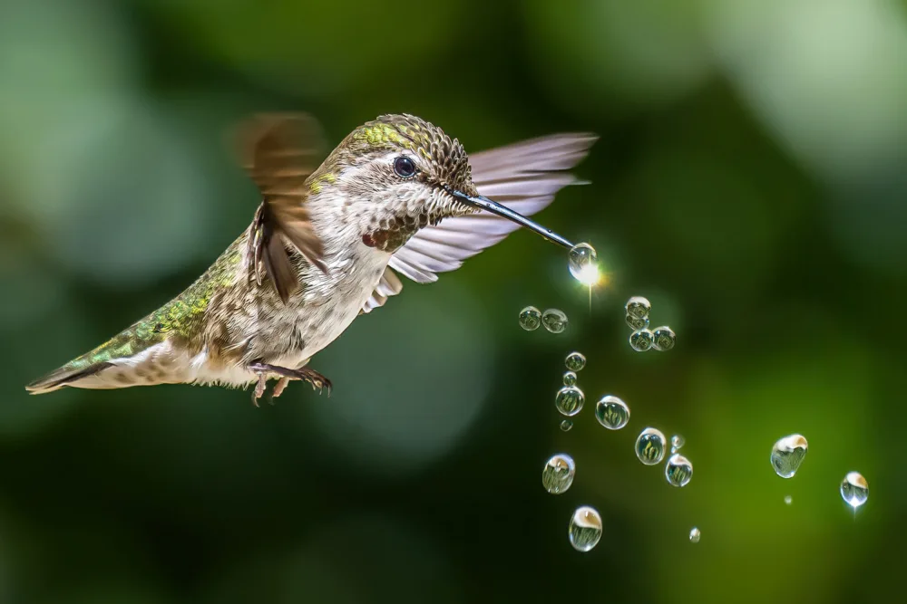 Lipinghu: Kolibris spielen Wassertropfen