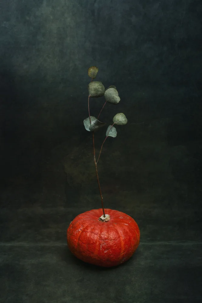 Barkow, Brig: Zucca arancione