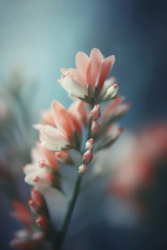 Treechild: Bellezza rosa pastello