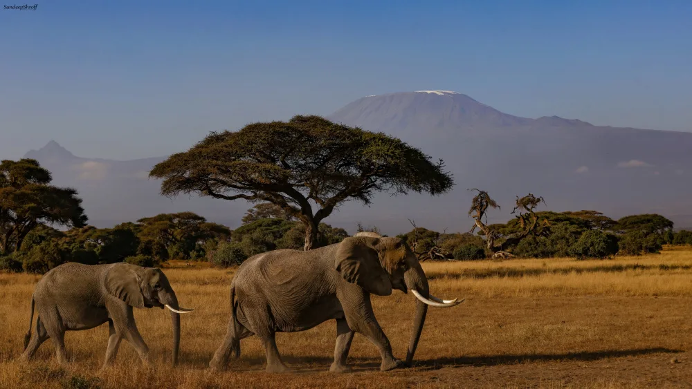 Shroff, Sandeep: Amboseli elephants