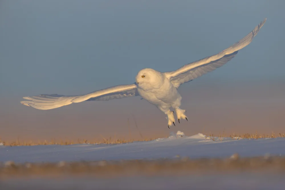Zuo, Jun: Harfang des neiges