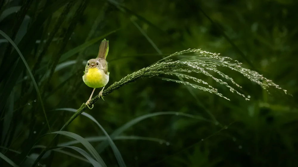 Cai, Xiao: A Little Yellow in the Morning of Green Field