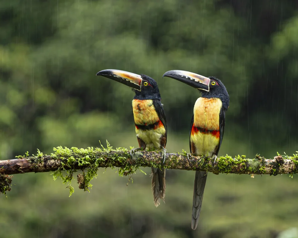 Dhanorkar, Saurabh: Aracaris de collar bajo las lluvias
