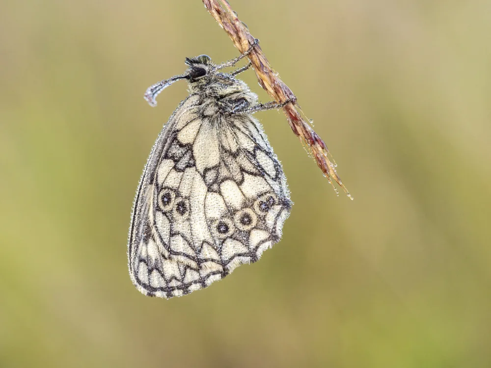 Kralik, Rostislav: Bianco marmorizzato (Melanargia galathea)