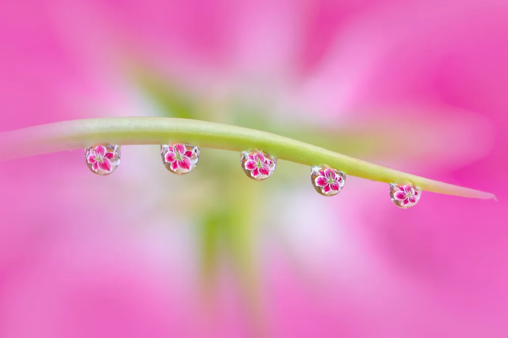 Lu, Catherine: Fiori in gocce d'acqua