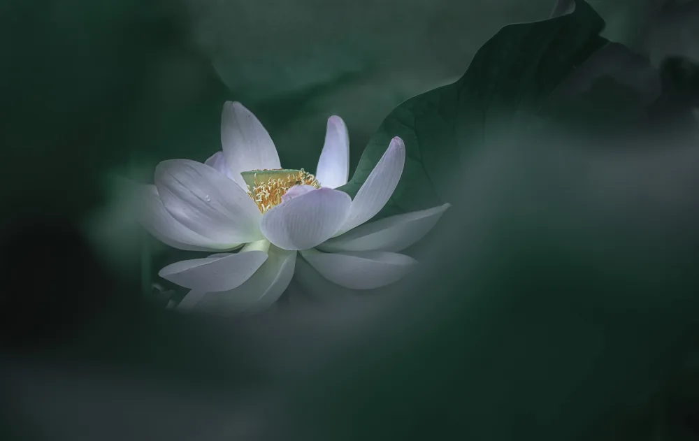 Sheng, Alice: Lotus1