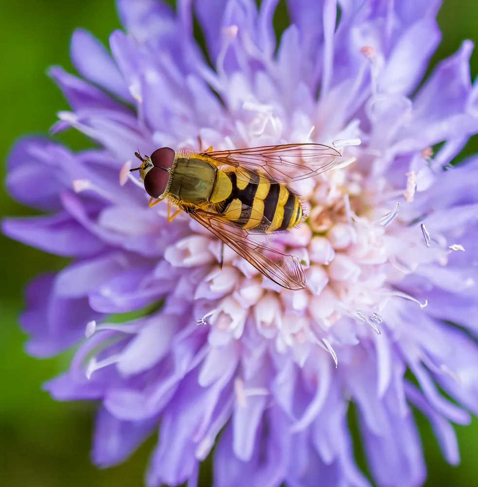 Henshaw, Elaine: Hoverfly na květině