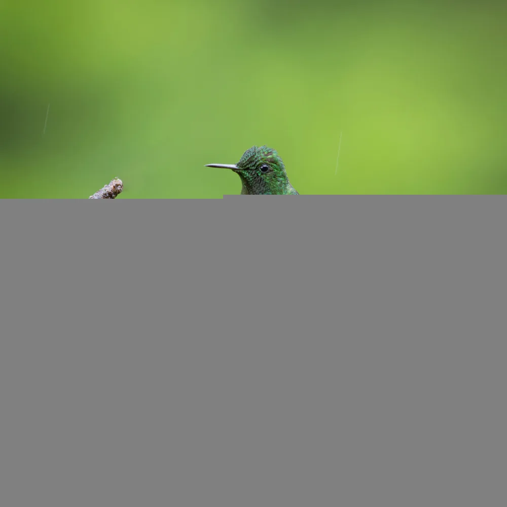 (吉星高照), Taksing: Queue d'épine verte