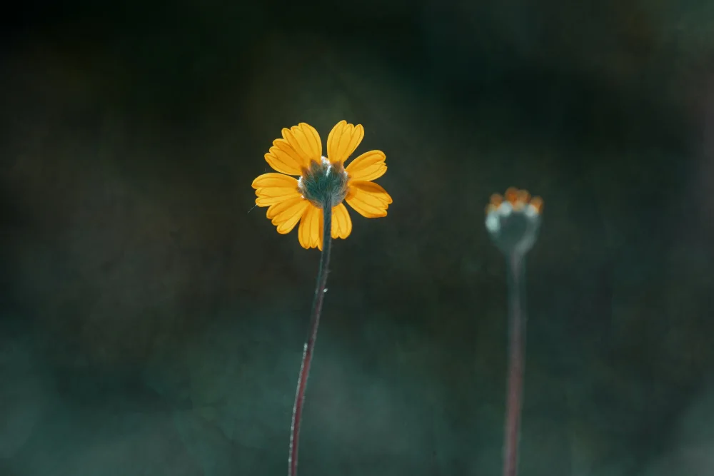 Cui, yang Xiang: Blume