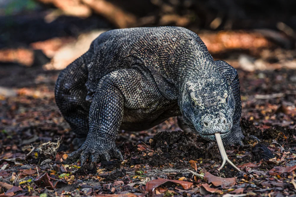 Tagliarino, Marco: König von Komodo