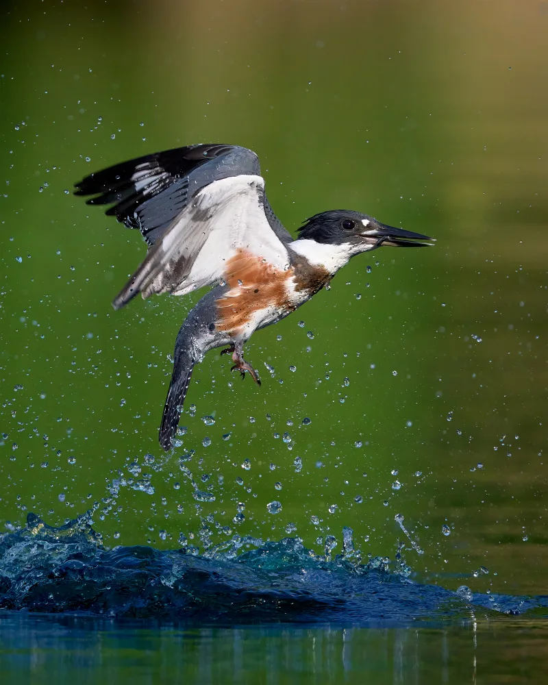 Chen, Johnny: Eisvogel mit Gürtel und Fang
