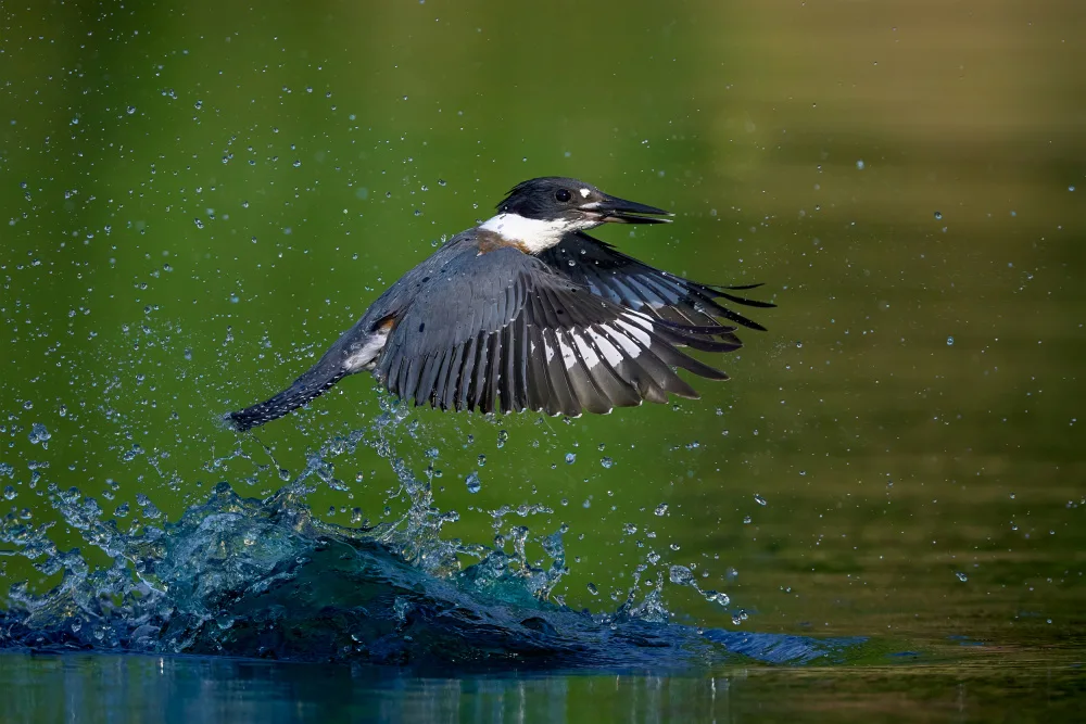 Chen, Johnny: Eisvogel mit Gürtel