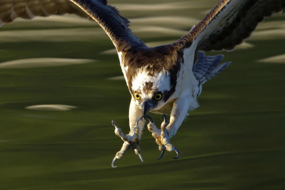 Lam, Gavin: Águila pescadora en acción...