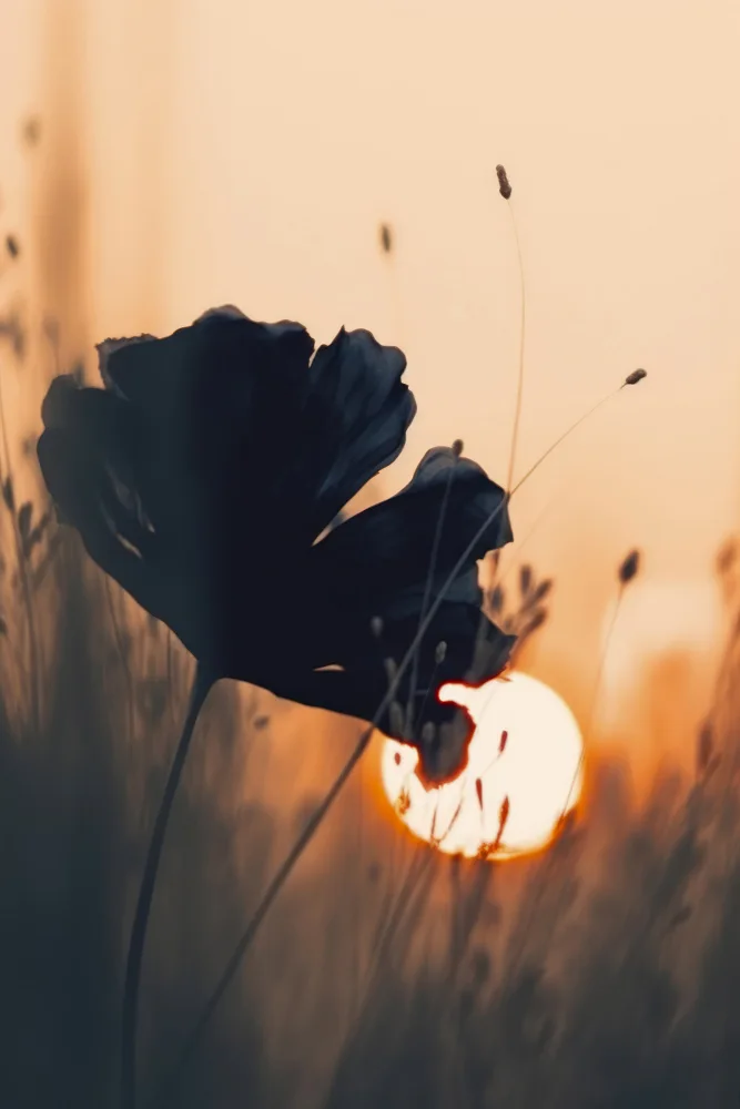 Treechild: Before Sunset No 2