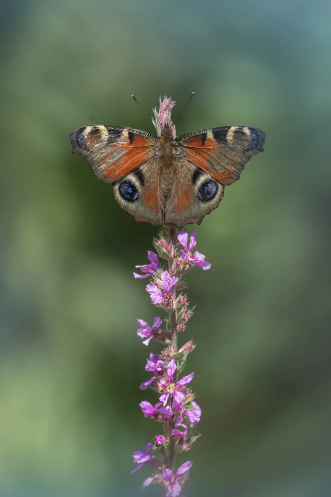 Daminelli, Fabrizio: Aglais io