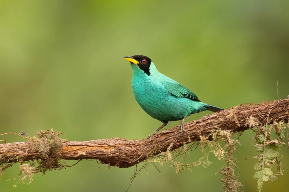 Lu, Bill: Honeycreeper