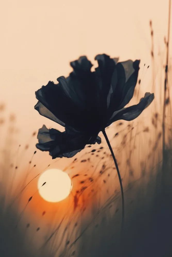 Treechild: Avant le coucher du soleil n°3
