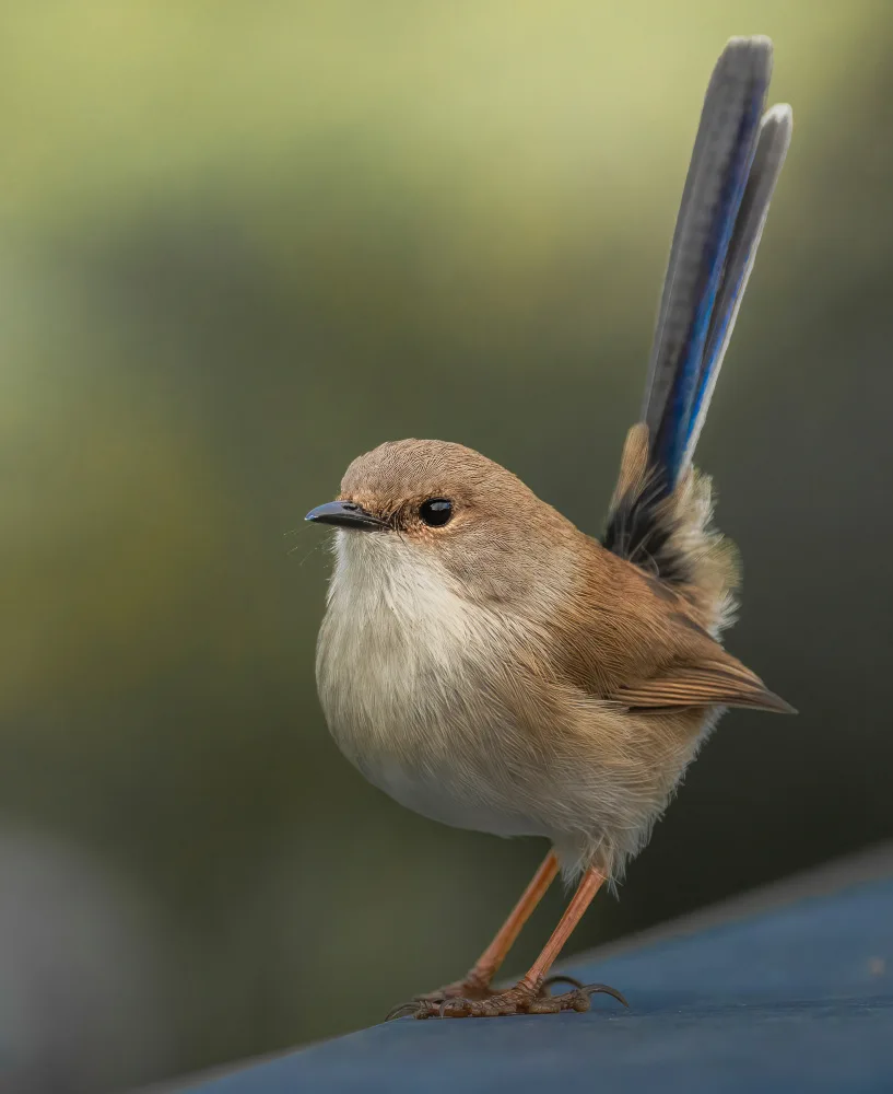 ahmadabdelhameed: Superb FairyWren