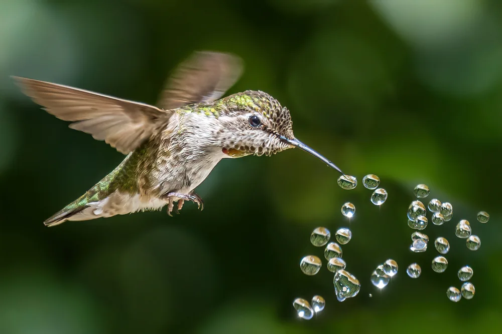 Lipinghu: Kolibri-Spielperlen