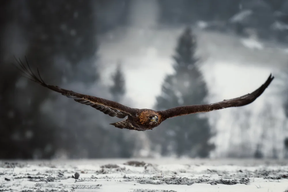 Firešová, Michaela: Aquila in inverno