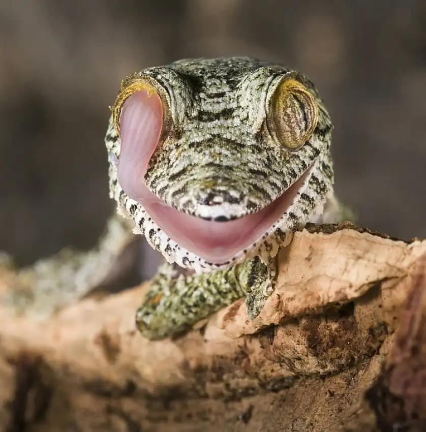 Hakonsen, Thor: Uroplatus fimbriatus