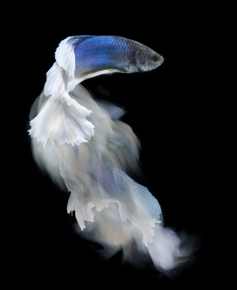 Aditya, Rawisyah: Modrá a bílá bettafish