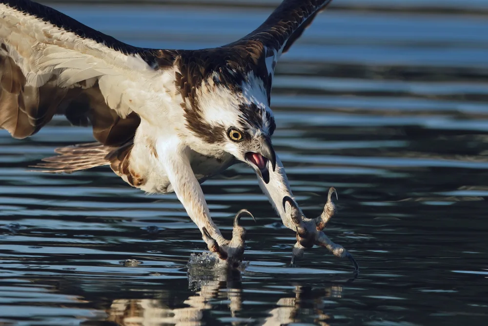 Lam, Gavin: Osprey v akci...
