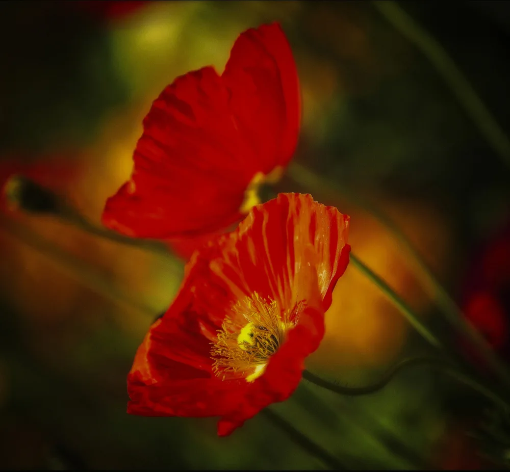 Cseresnjes, Anna: Fiori