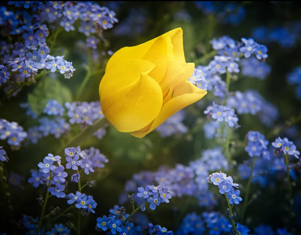 Cseresnjes, Anna: dei fiori per l'Ucraina