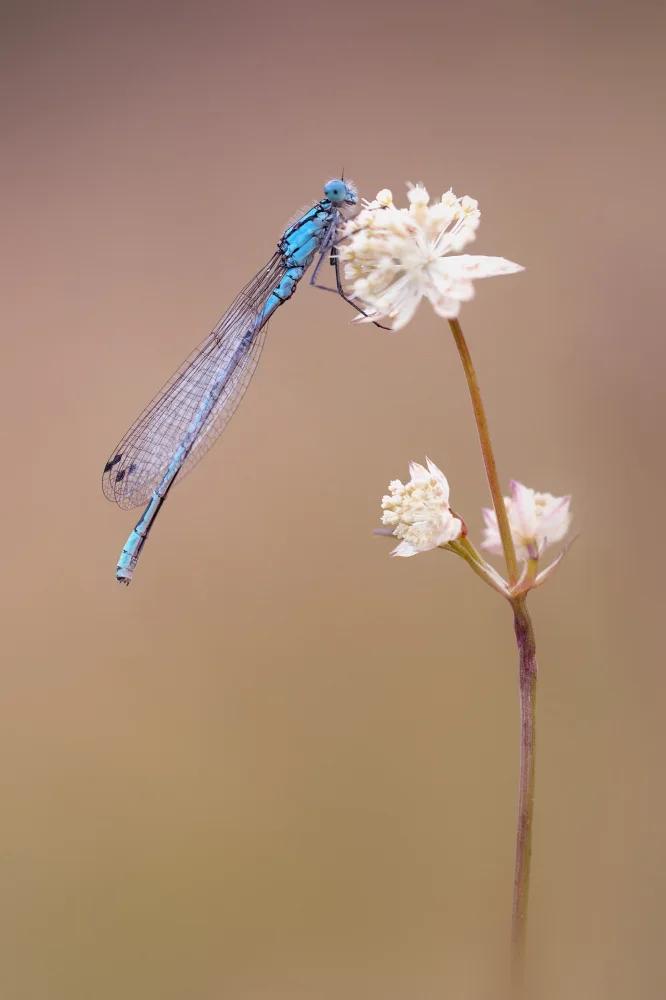 Daminelli, Fabrizio: Enallagma cyathigerum