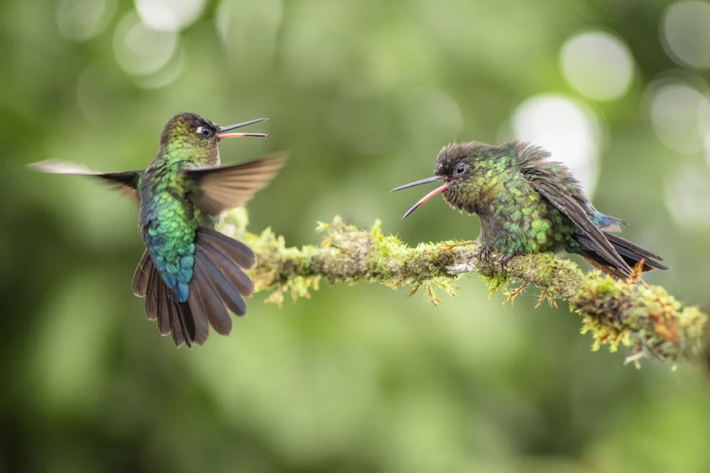 Chen, Ming: Dichiarazione del colibrì
