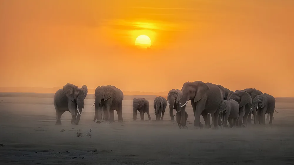 Thwaits, Yun: Dobré ráno,Afrika
