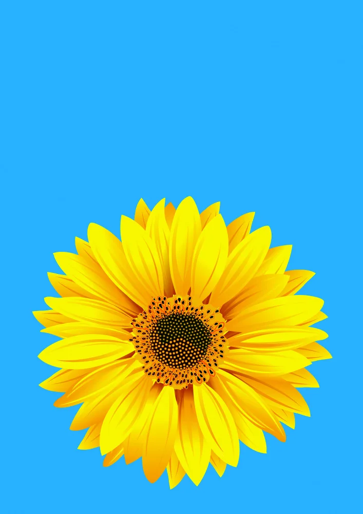 Kaminski, Carlo: Tournesol sur bleu (h)