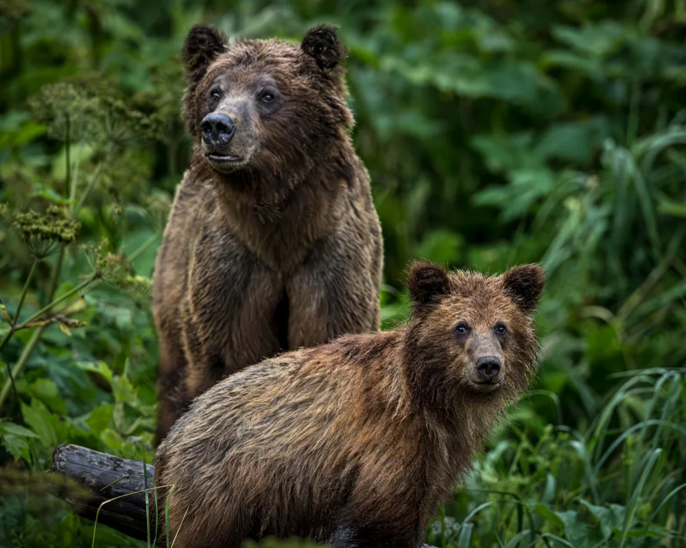 Li, Wanghan: Observar gente - Haines,Alaska 26/7/2023