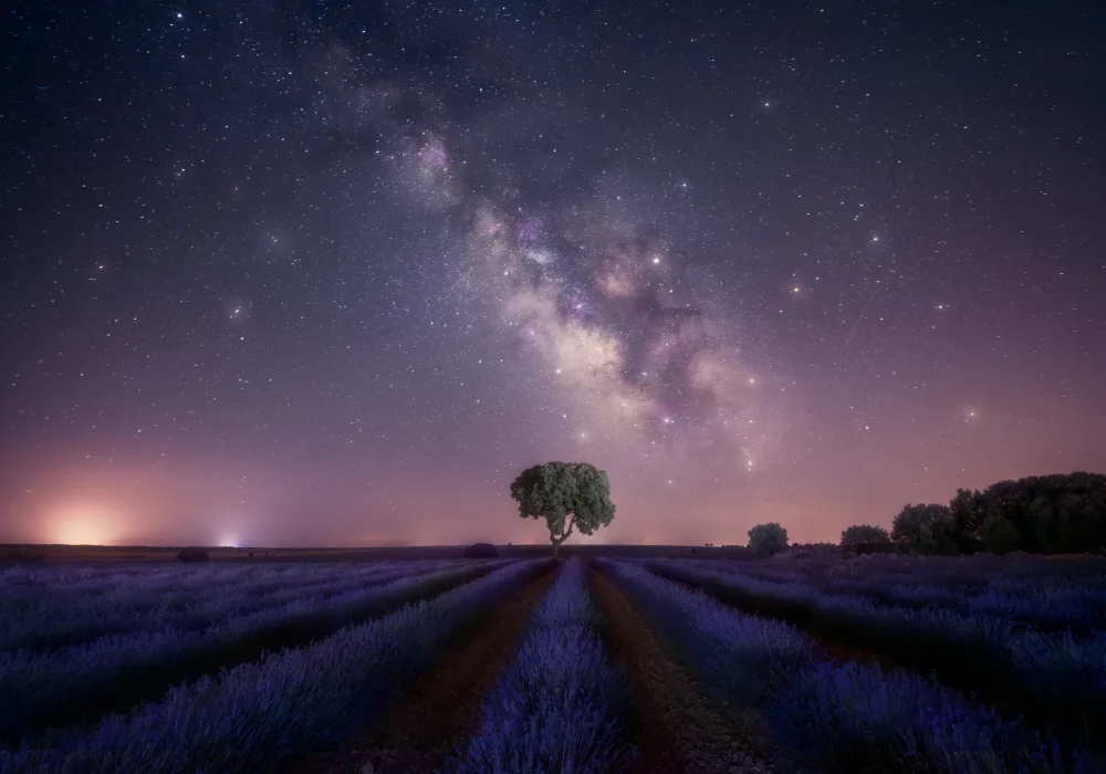 Joanaduenas: Levandulová pole nightshot 2 7R27337