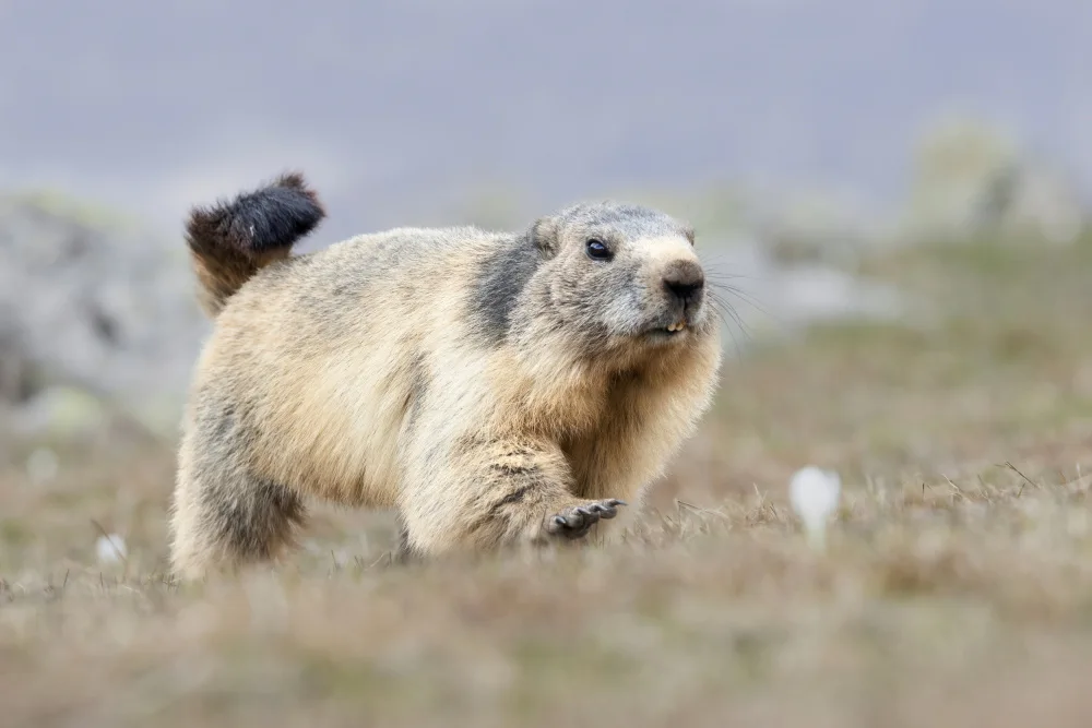 Bolla, Paolo: Marmotte