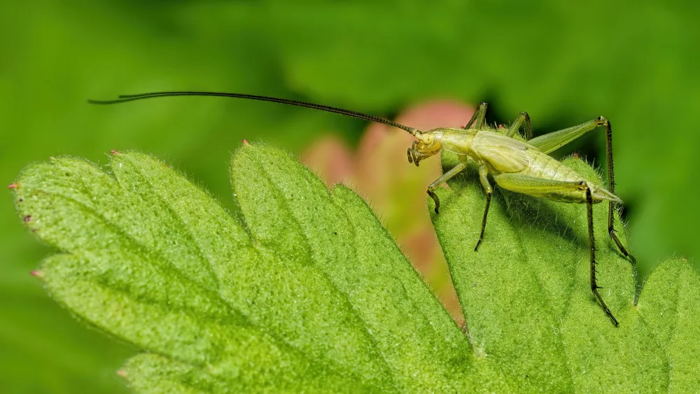 Gagnon, Lucie: Tree Cricket